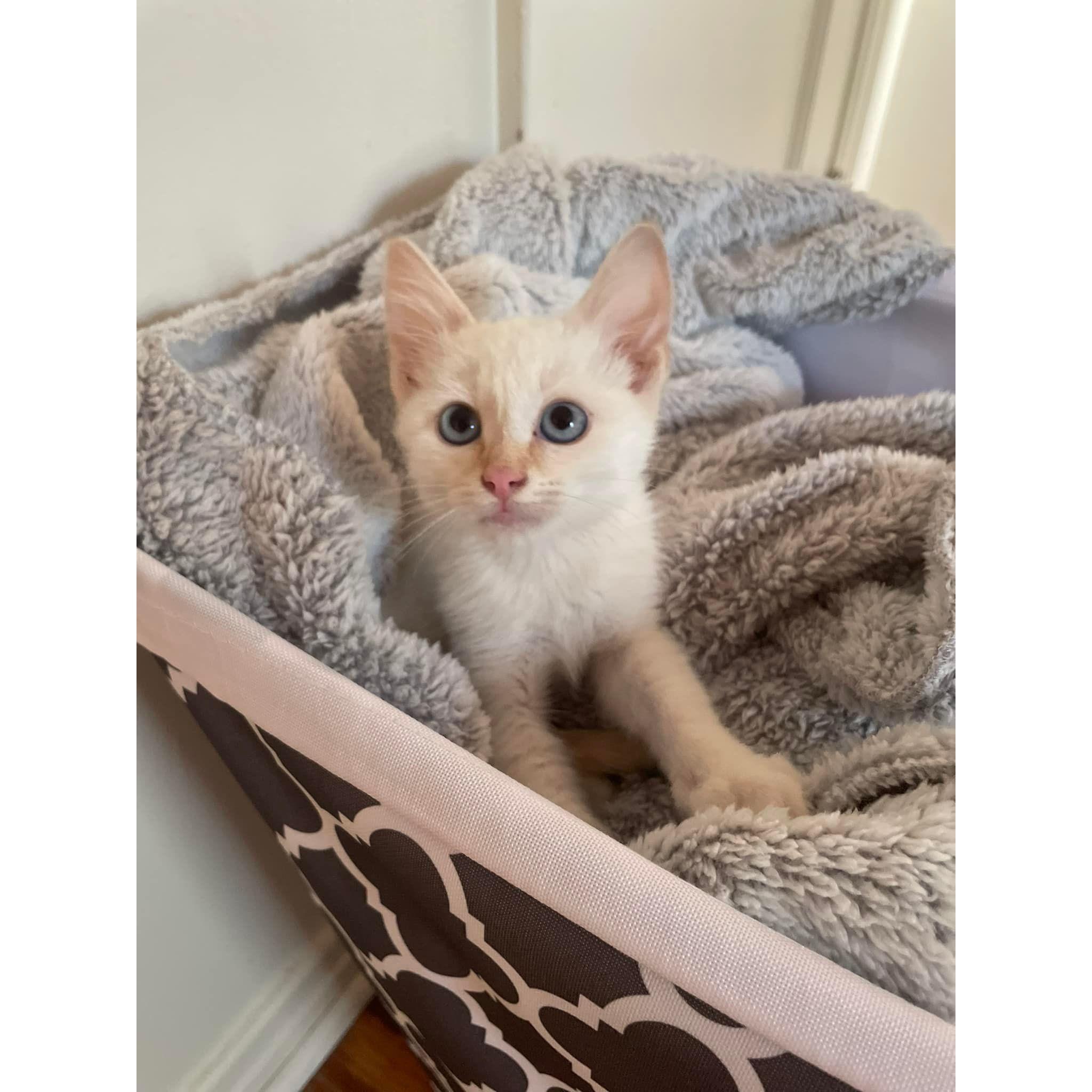 Welcoming Cash to the family in 2024