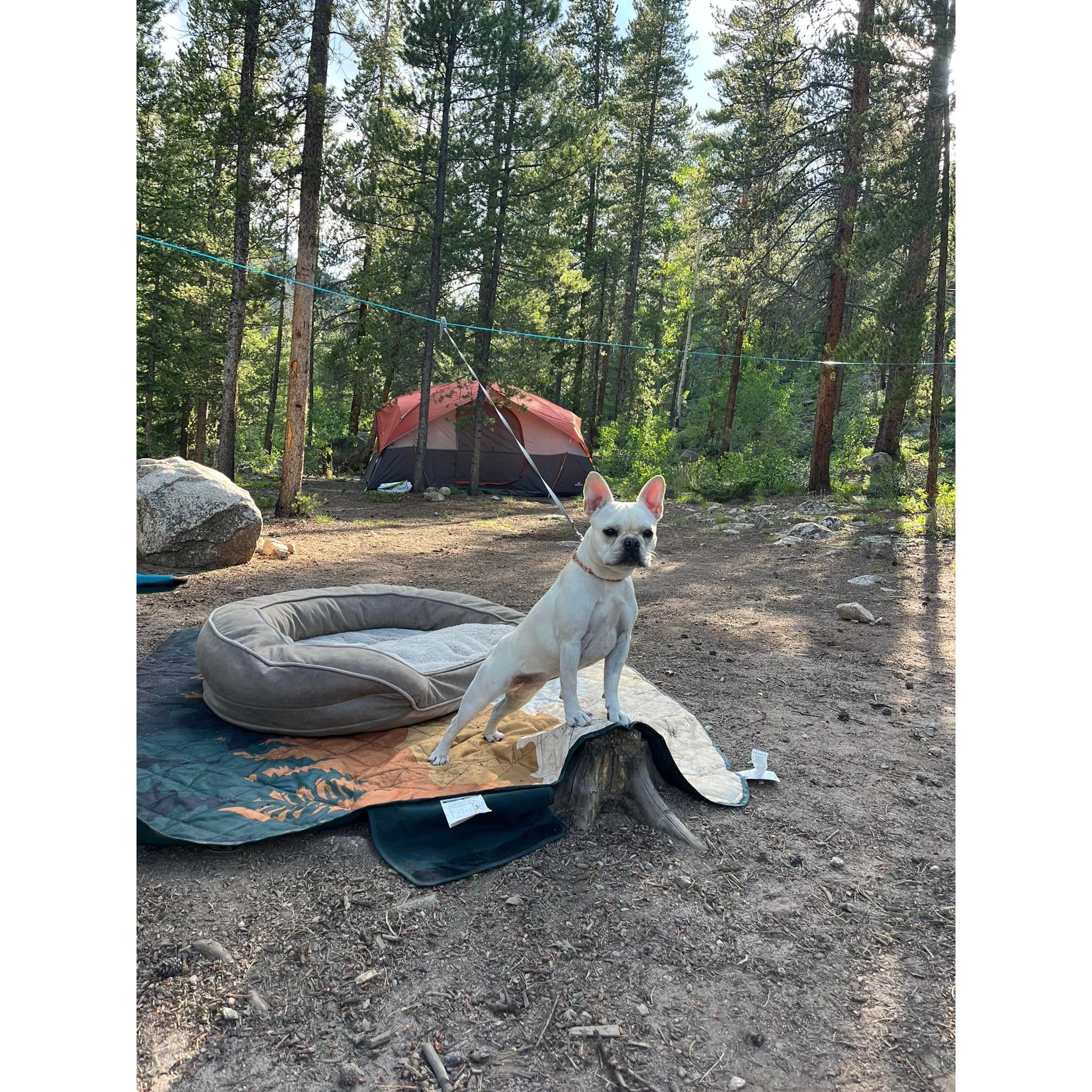 Freya guarding the campsite