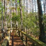 Castellow Hammock Preserve & Nature Center