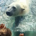 The Buffalo Zoo