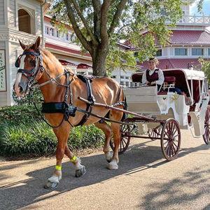 Horse Drawn Carriage Ride at Port Orleans Resort