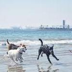 Dog Beach | Huntington Beach
