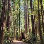 Henry Cowell Redwoods State Park