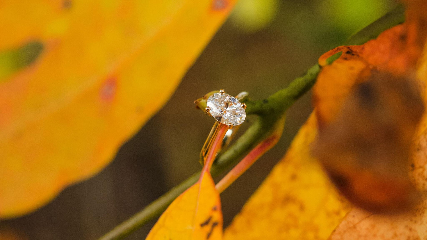 The Wedding Website of Shaelyn Frey and Gabriel Lantz