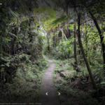 Rain Forest Tours