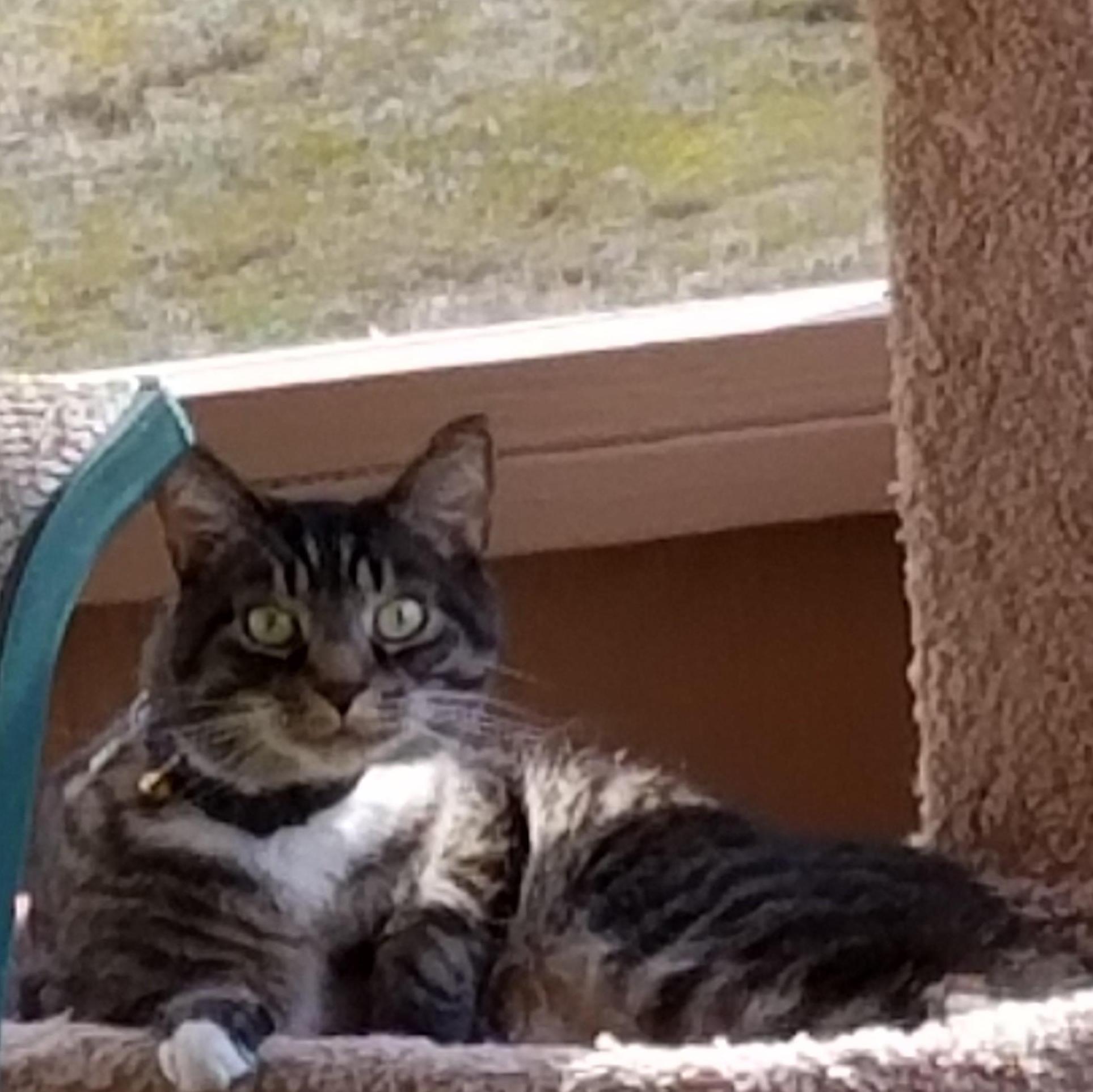 Our bad boy, little Dink. Such a handsome fella.