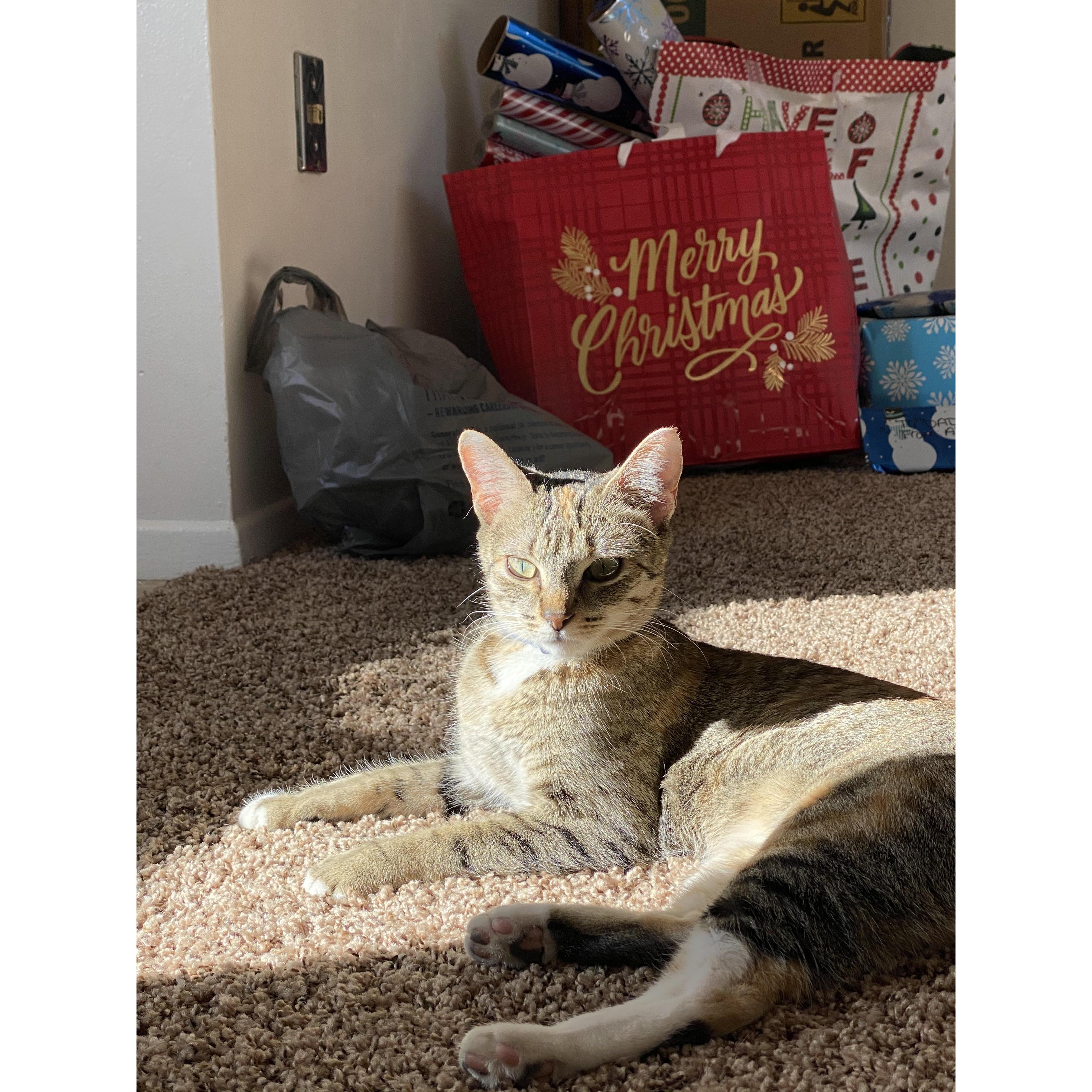 This is Artemis. She is one of our fur babies. Justin knew how badly I wanted a cat and he went back to his hometown and brought her home for Christmas for me.