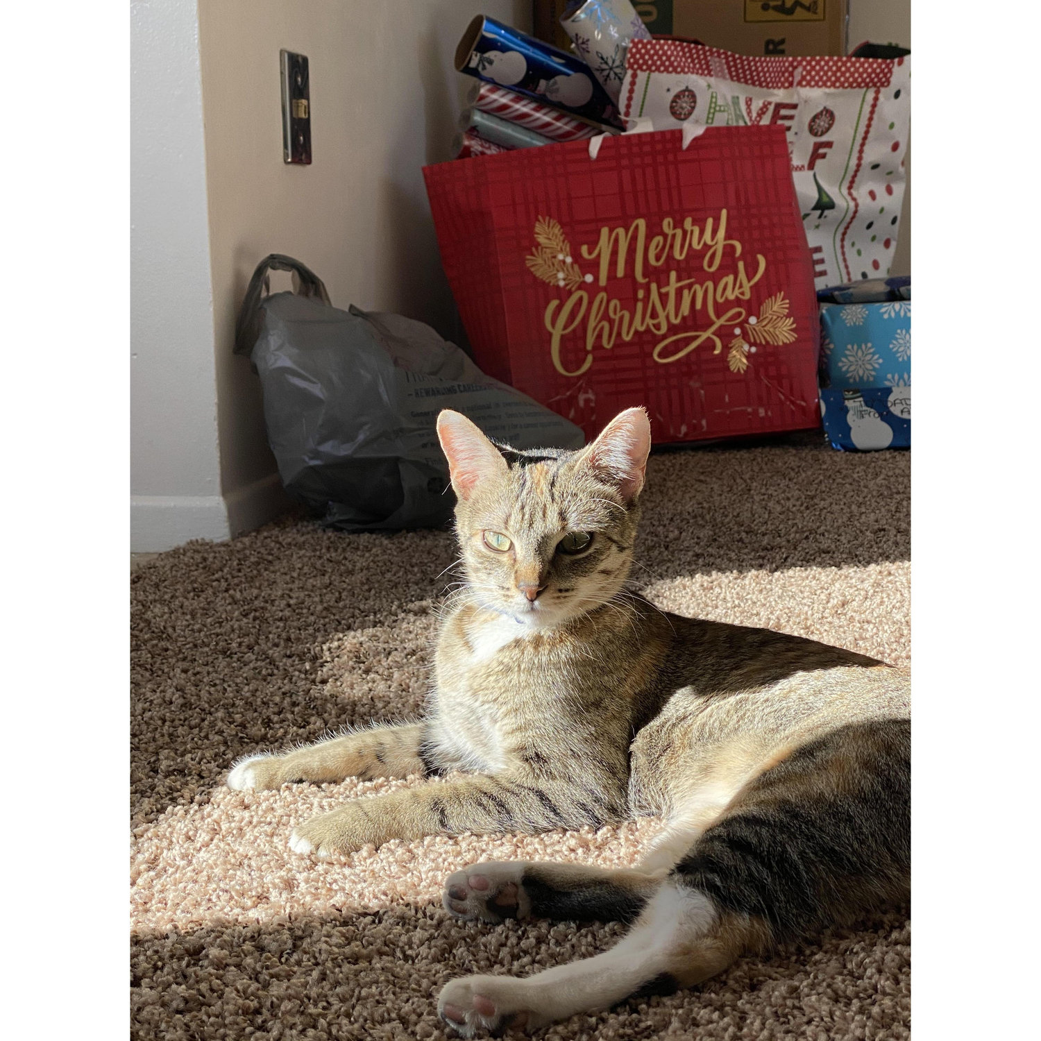 This is Artemis. She is one of our fur babies. Justin knew how badly I wanted a cat and he went back to his hometown and brought her home for Christmas for me.