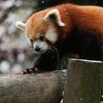 Zoo Knoxville
