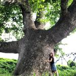 Pinchot Sycamore Tree Park