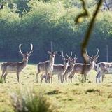 For those staying on Boconnoc Estate