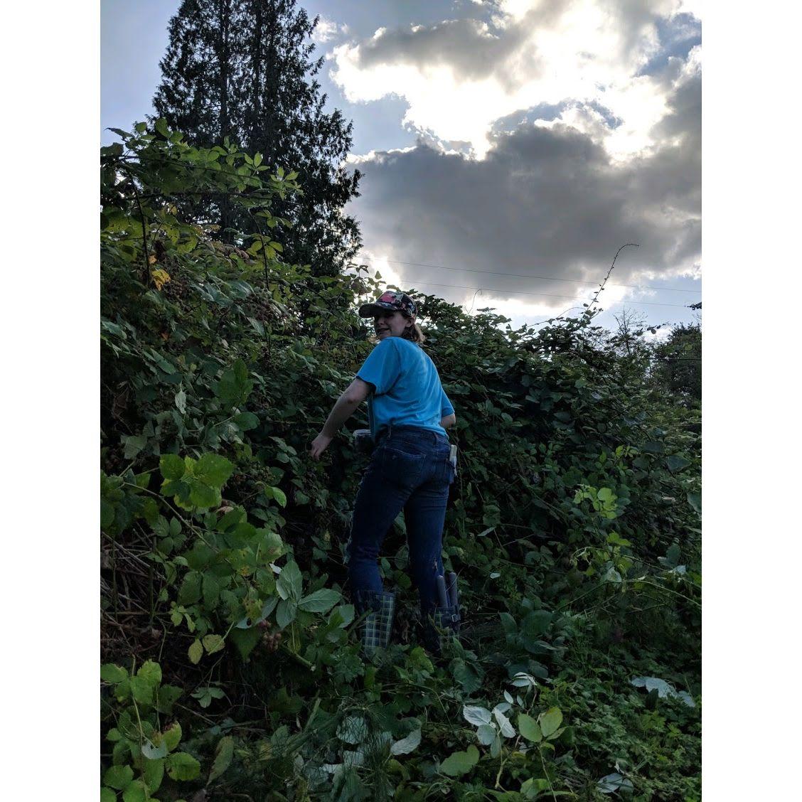 The Great blackberry harvest of 2019!