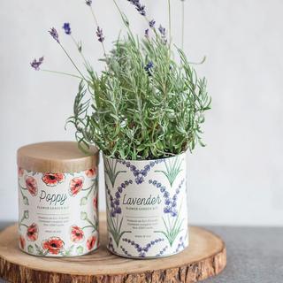 Lavender Grow Kit & Planter