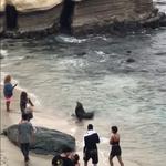 La Jolla Cove