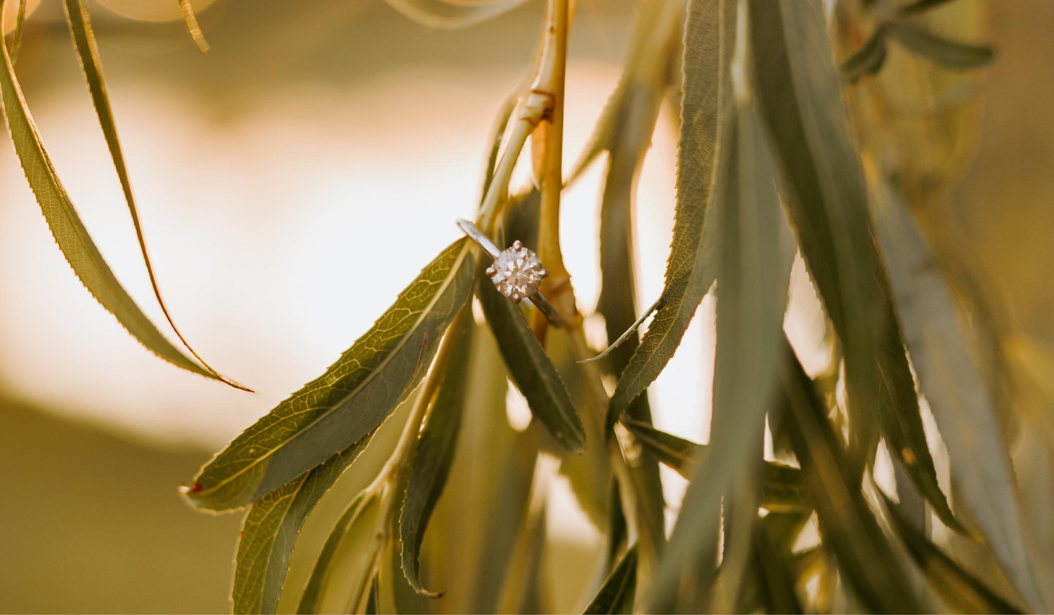 The Wedding Website of Allison Garlow and Aden Michels
