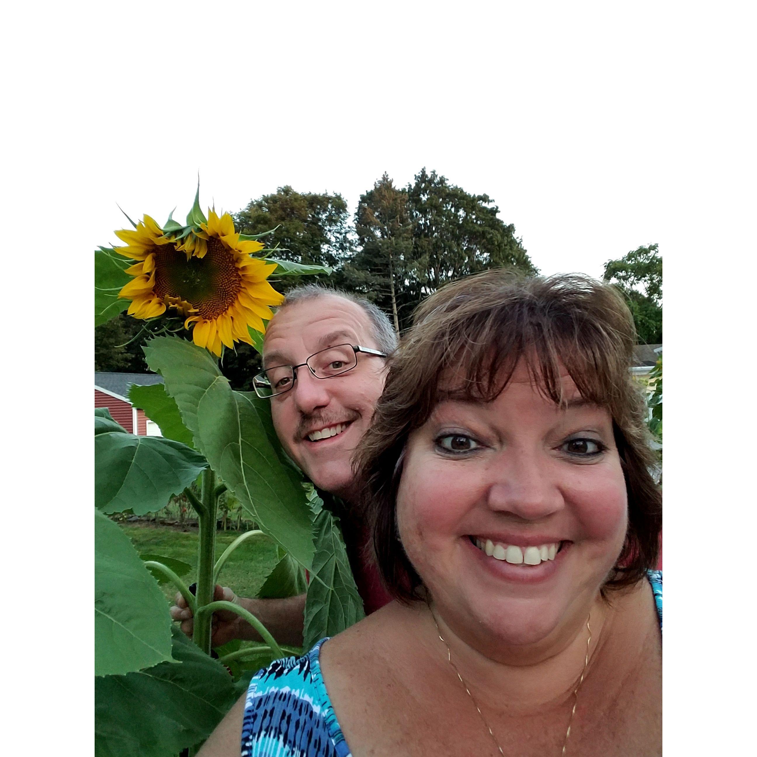 Joe Z's homegrown sunflowers.