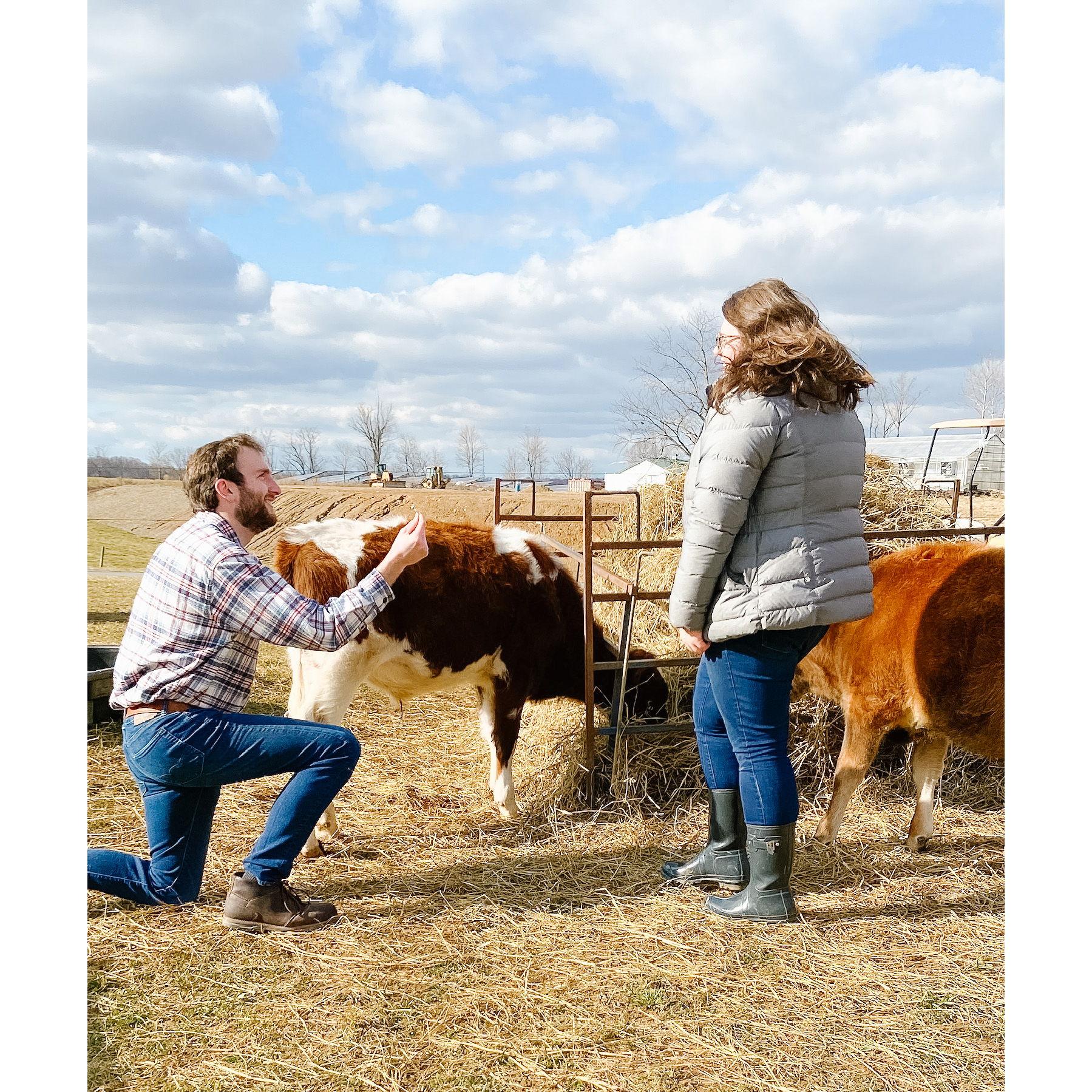 January 7th, 2023 - We're Engaged!
After spoiling his original plan, TJ needed a bigger, better idea. With Ally's love of cows, what's better than cow cuddling?
