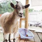 Civil Goat