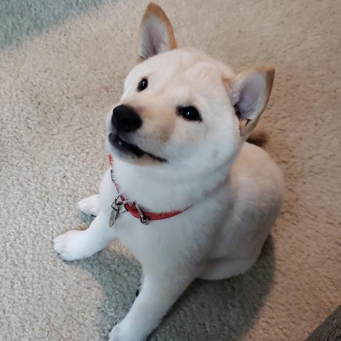Our new puppy Zuko!
