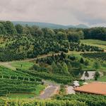 Linville Falls Winery