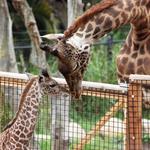 Santa Barbara Zoo