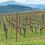 Apolloni Vineyards