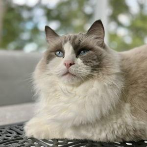Sir Skittles & Twig: Treats & Cardboard Boxes