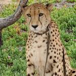 Wild Wonders, Inc