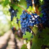 Various Wineries
