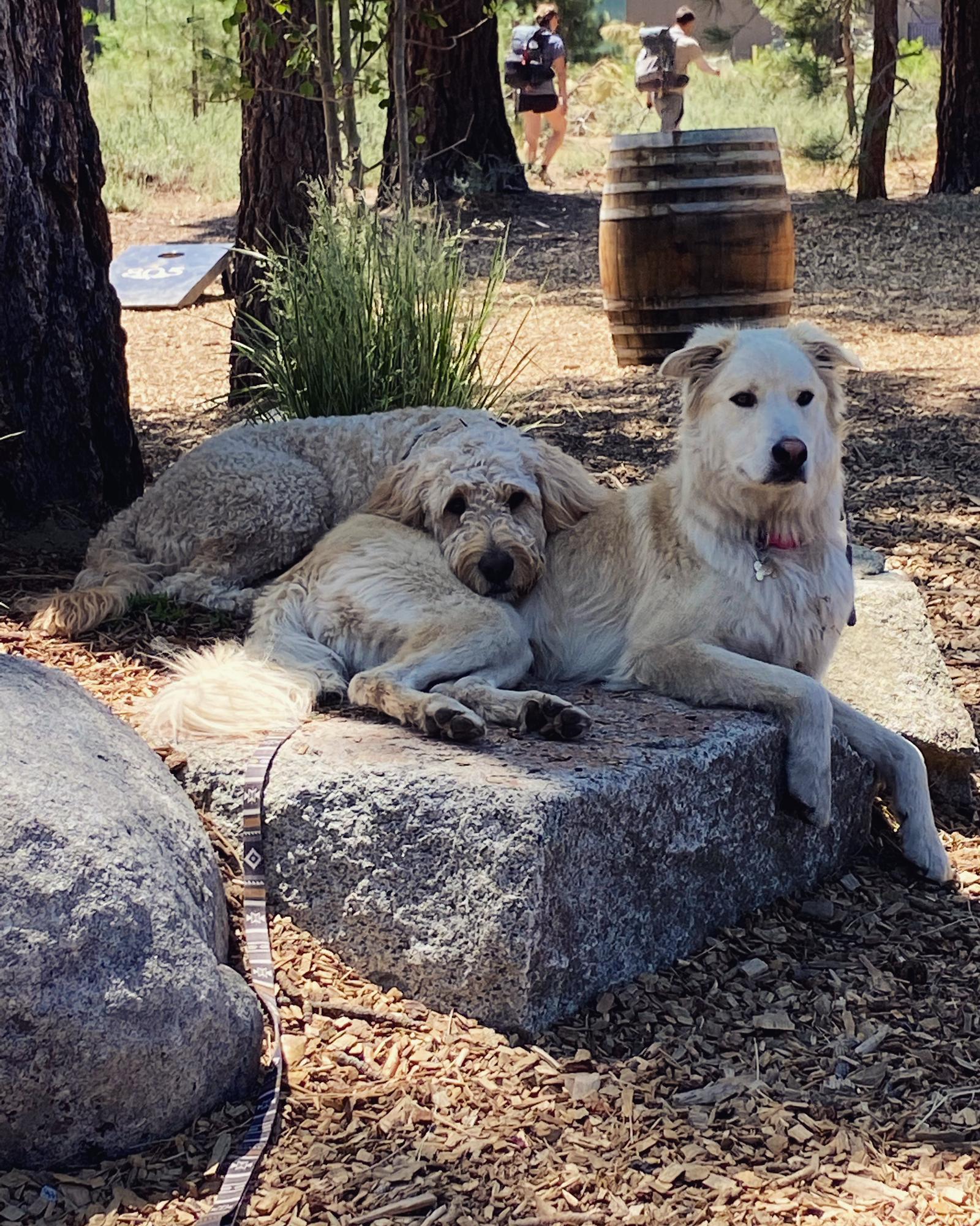 Best buds doin a cuddle on a hike.