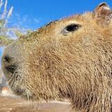 Ghost Ranch Exotics and Funny Foot Farm