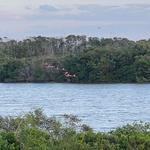VISTA DE FLAMINGOS AL AMANECER