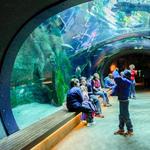 California Academy of Sciences