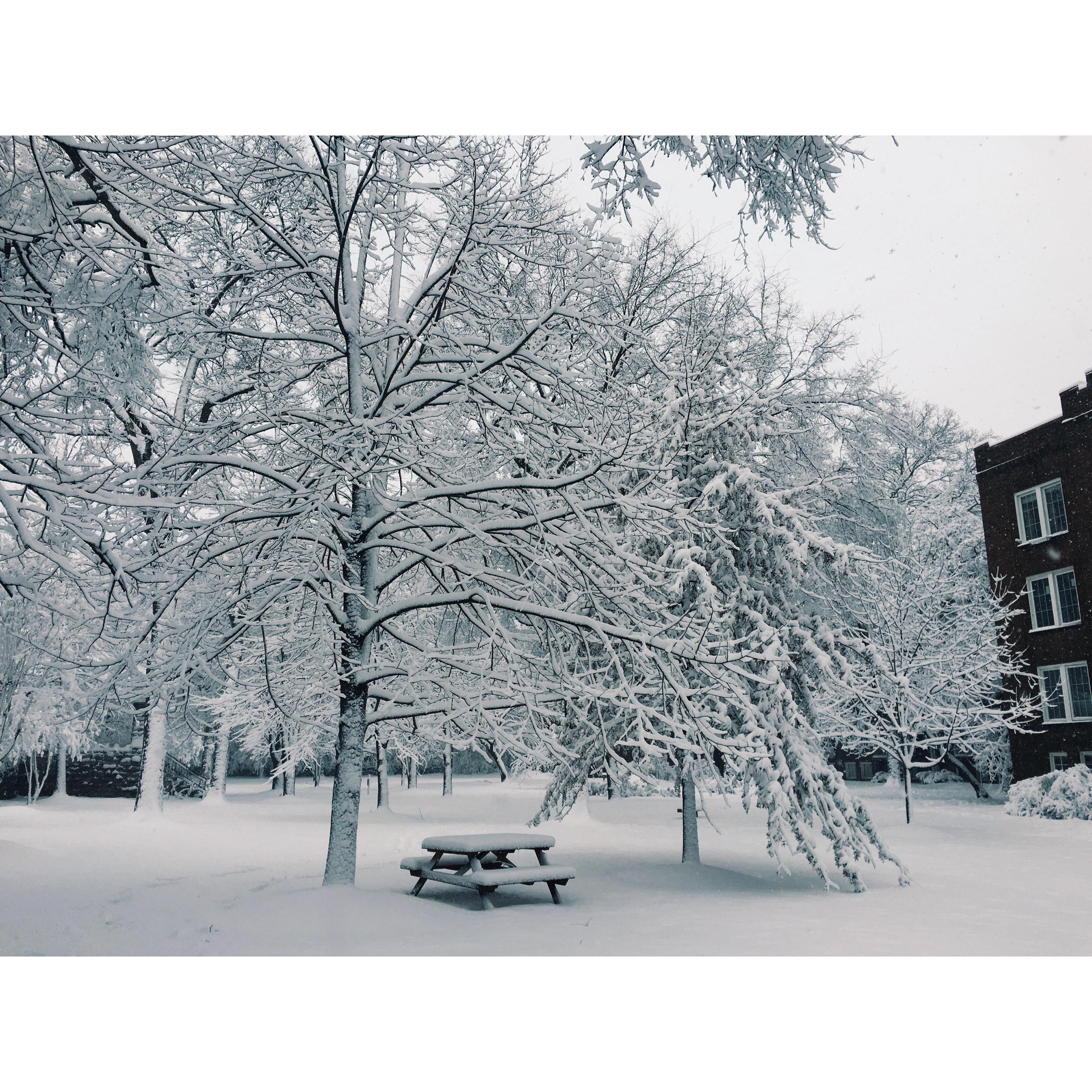 The beginning! Snowpocalypse 2016 at Sterling Court