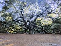 Angel Oak Tree (400 years old!)