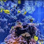 National Aquarium