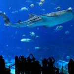 Georgia Aquarium