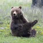 Yellowstone National Park