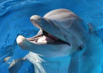 Gulfarium Marine Adventure Park