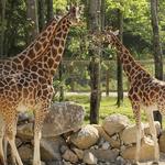 Southwick's Zoo