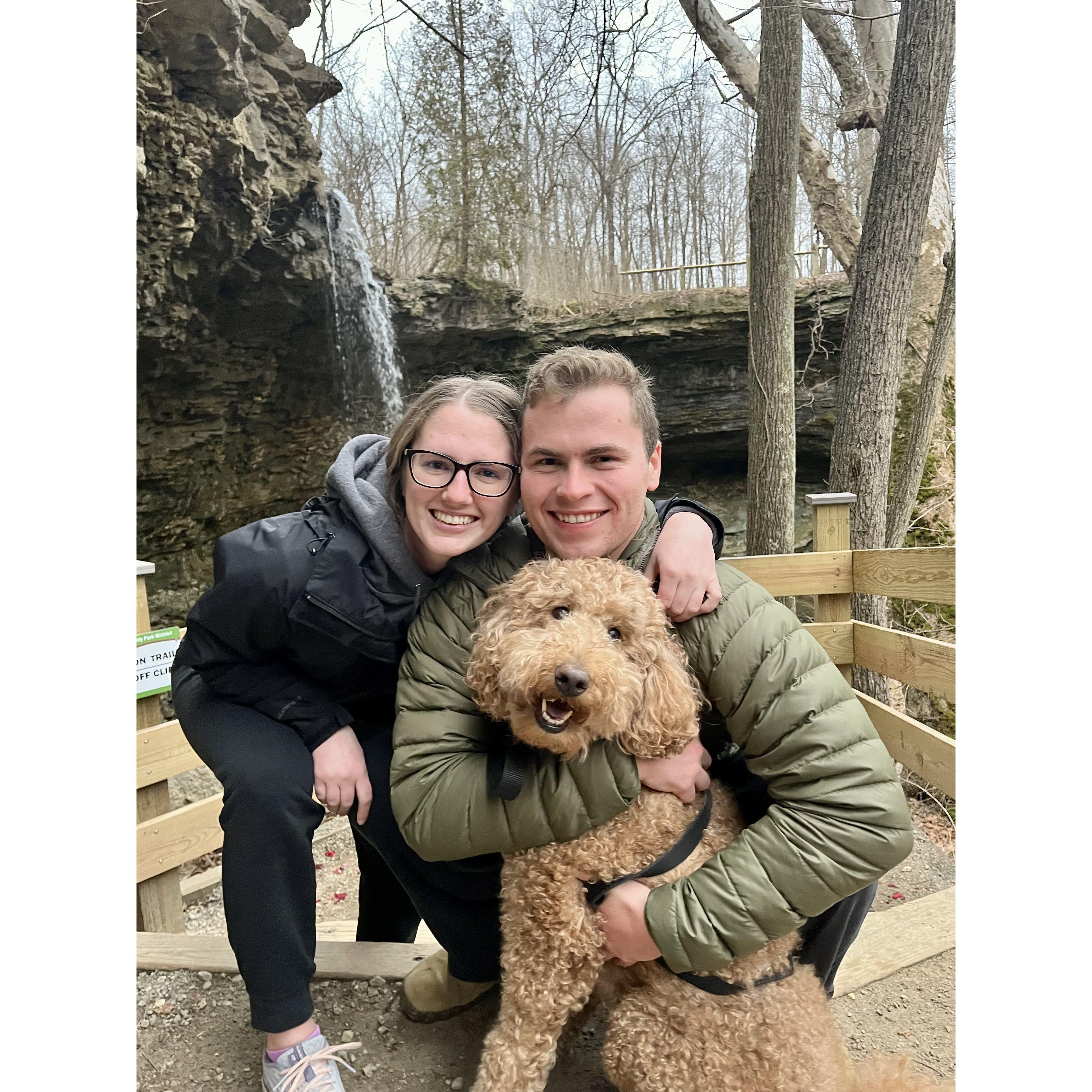 Our Goldendoodle, Clover