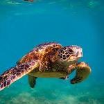 Sea Turtle Center