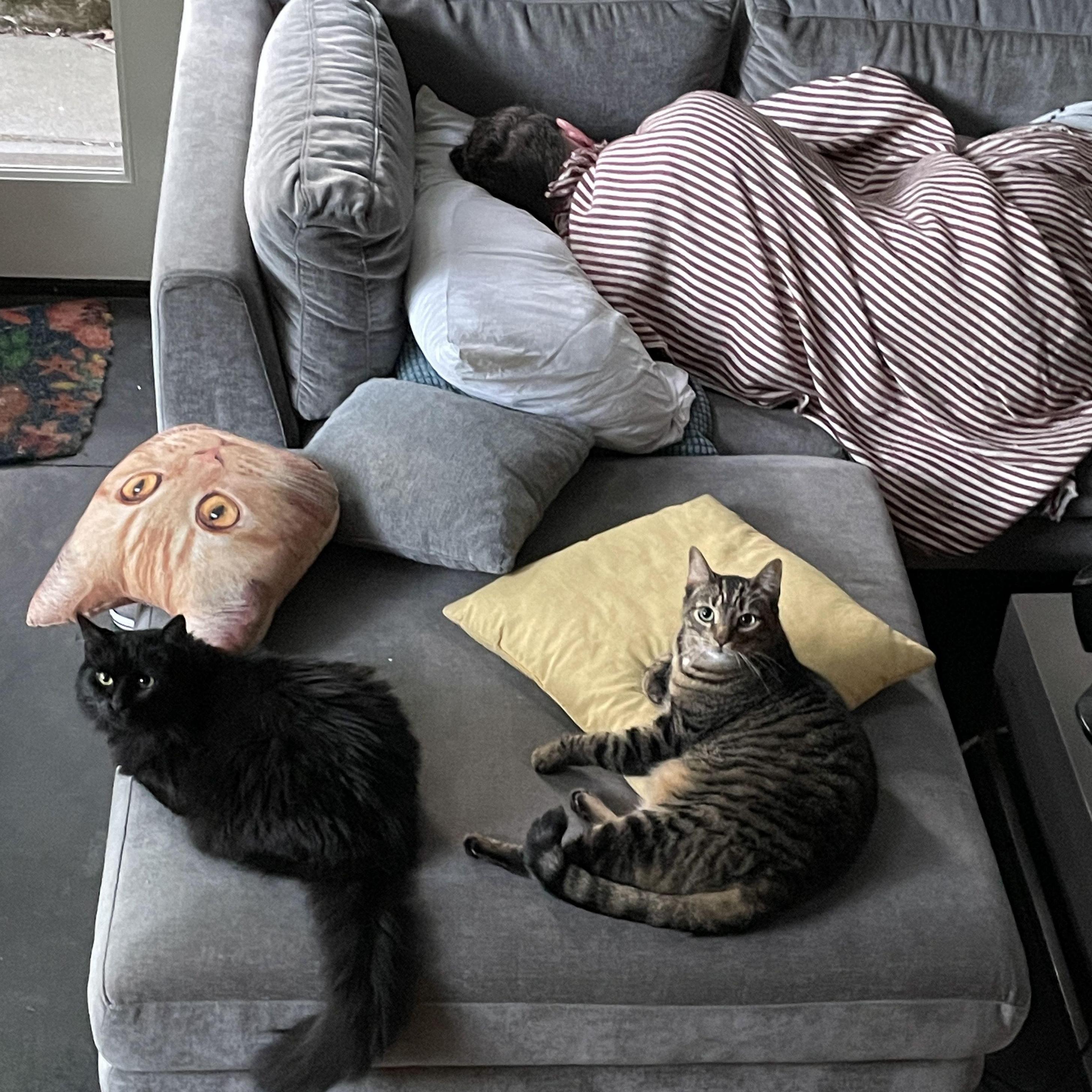 Cat supervision is very important while napping.