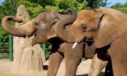 Louisville Zoo