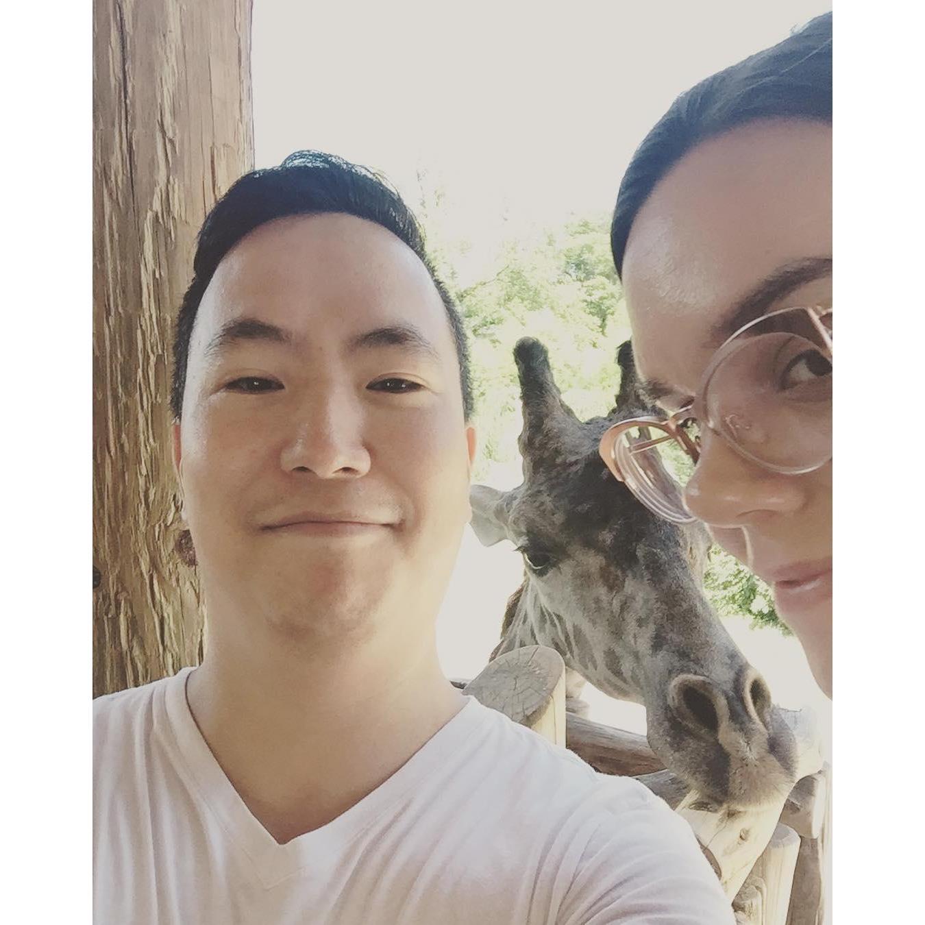 Hanging with a giraffe at the Cincinnati Zoo (Summer 2018)
