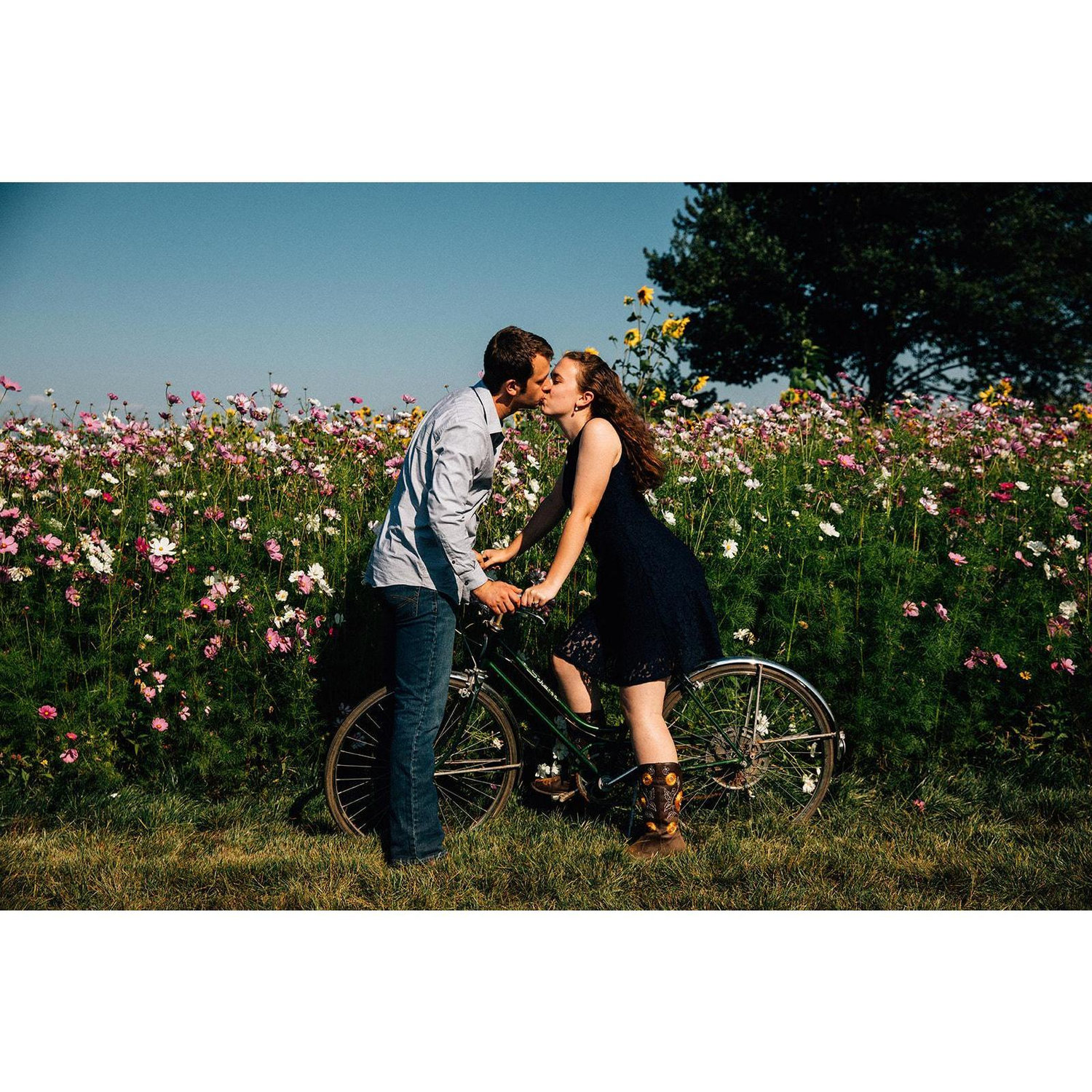 Engagement photoshoot with Zoe Burchard at the Mountainview Blueberry Farm's sunflower festival