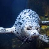 Alaska SeaLife Center