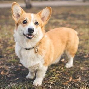 Future Dog Fund
