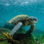 Galapagos Islands