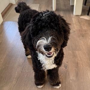 Bunker's Year's Supply Of Pet Treats